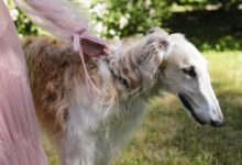 A woman in a pink dress holding a Borzoi dog in a lush garden setting.