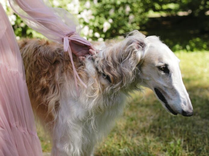 A woman in a pink dress holding a Borzoi dog in a lush garden setting.