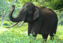 Captivating photo of a wild Asian elephant in Bandipur forests, Karnataka, India.