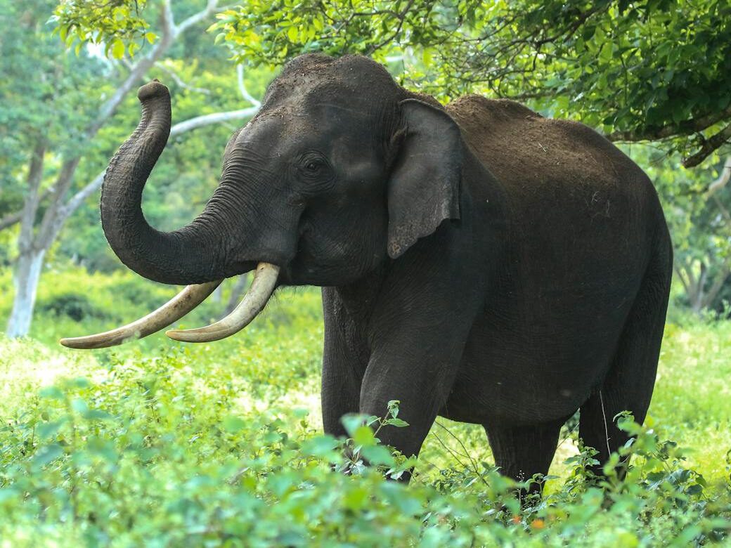 Captivating photo of a wild Asian elephant in Bandipur forests, Karnataka, India.