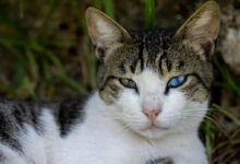 Close-up of a cat with striking heterochromia eyes, surrounded by grass.