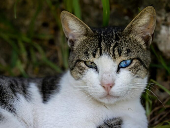 Close-up of a cat with striking heterochromia eyes, surrounded by grass.