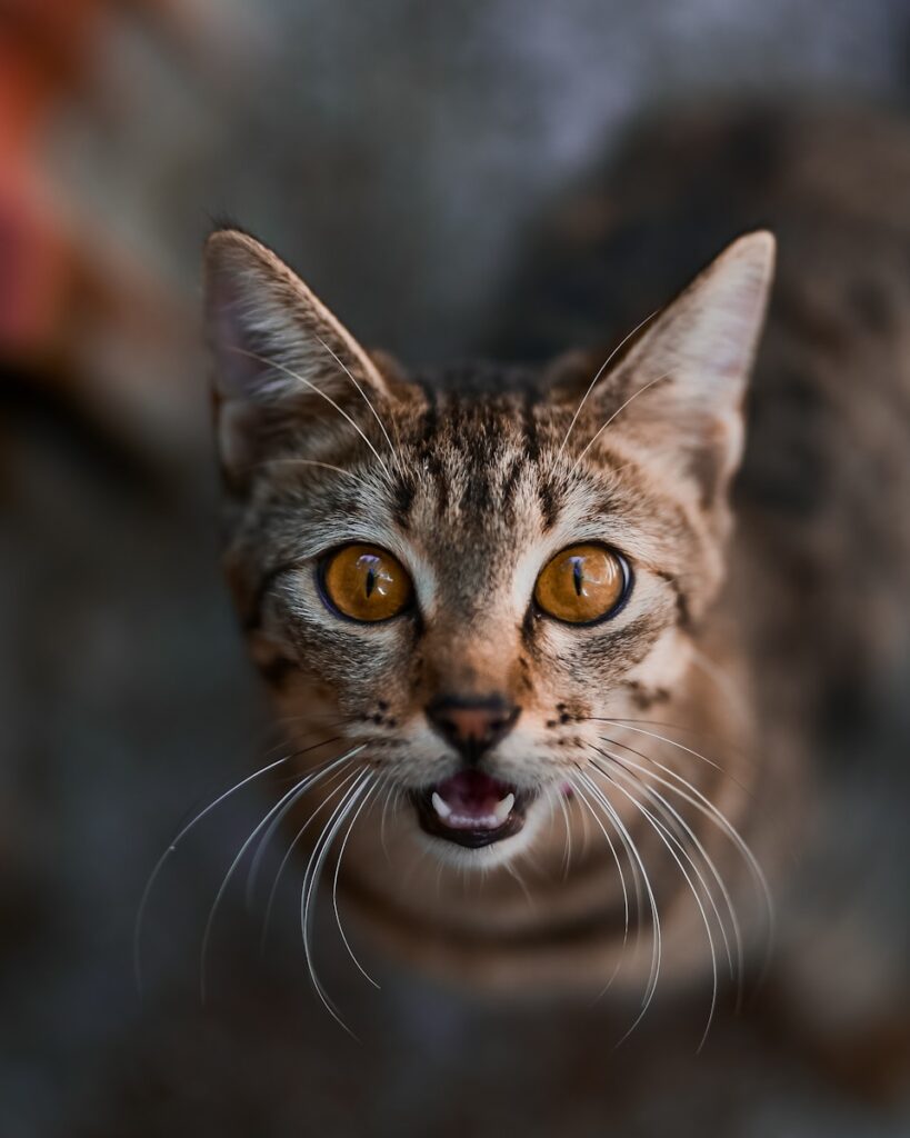 Javardh - NeposlušnéTlapky tan and black tabby kitten
