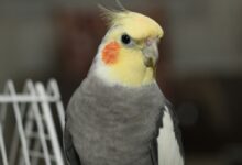 a close up of a bird near a fence