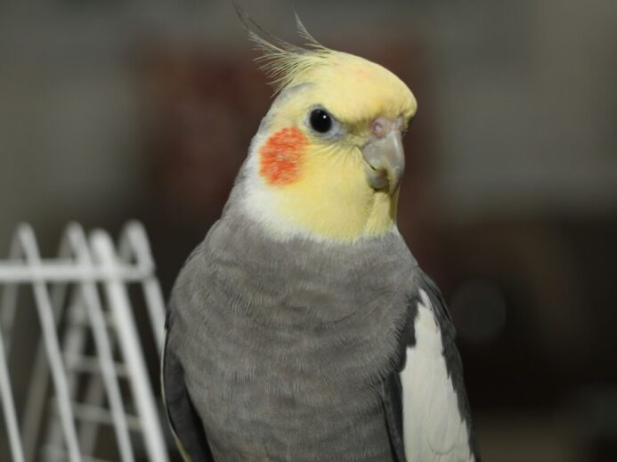 a close up of a bird near a fence