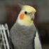 a close up of a bird near a fence