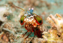 Odontodactylus scyllarus1