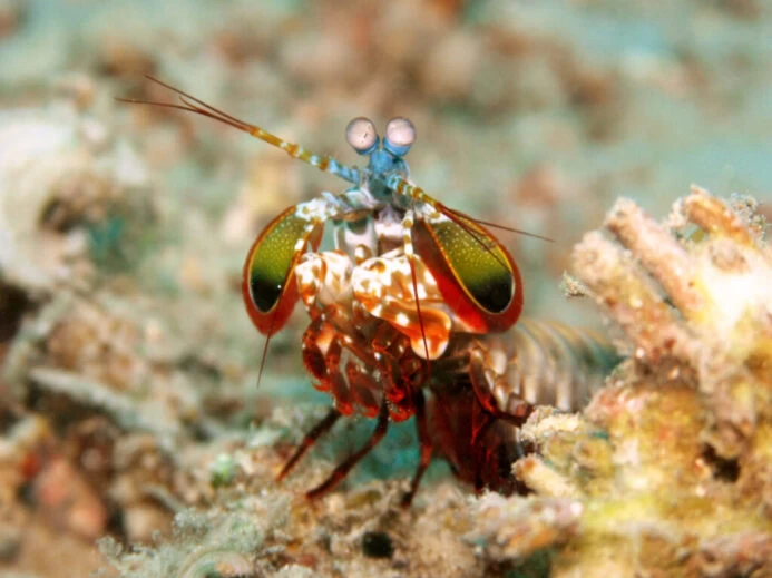 Odontodactylus scyllarus1