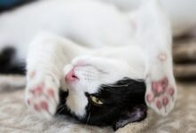 white and black cat lying on brown textile