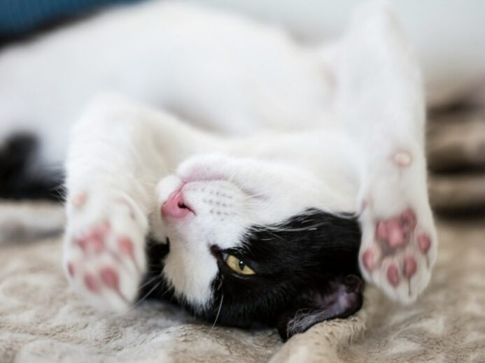 white and black cat lying on brown textile