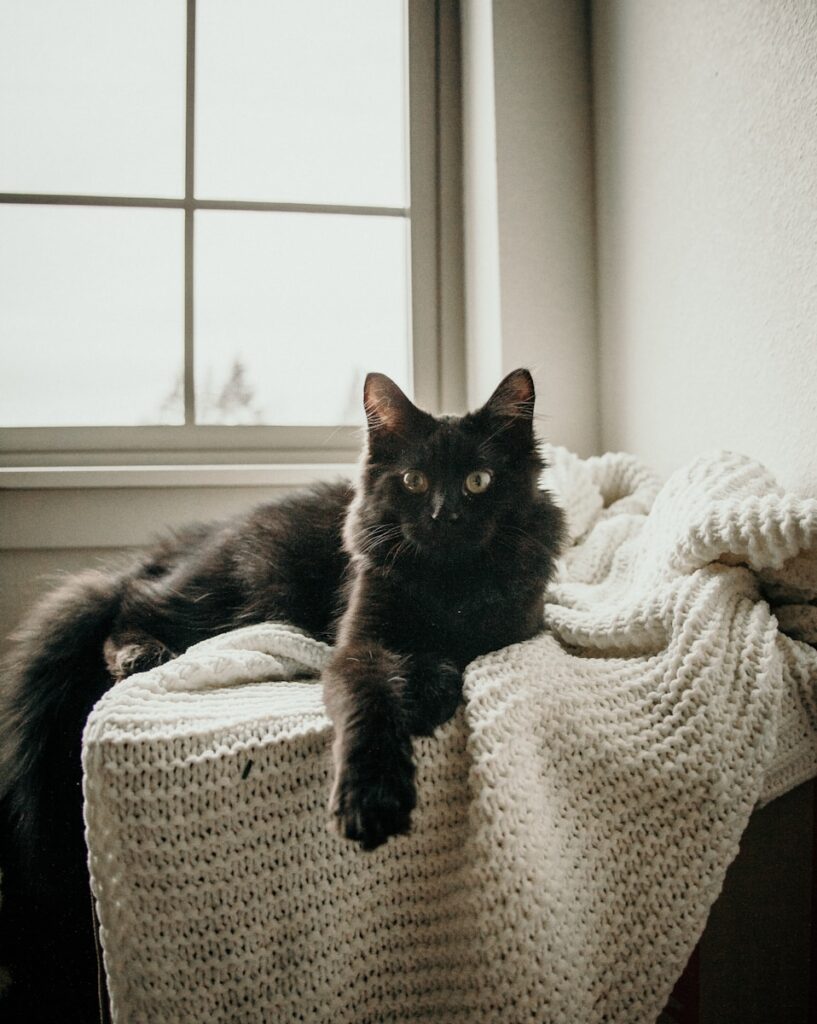 Alexander McFeron - NeposlušnéTlapky black cat lying on white knit textile