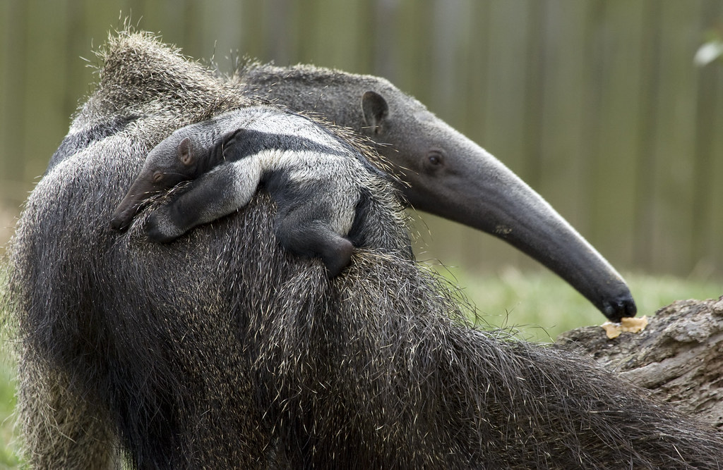National Zoo's Baby Giant Anteater: It's a boy! - NeposlušnéTlapky