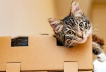 silver tabby cat on brown cardboard box