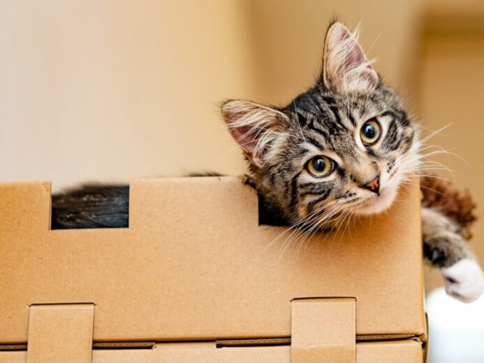 silver tabby cat on brown cardboard box