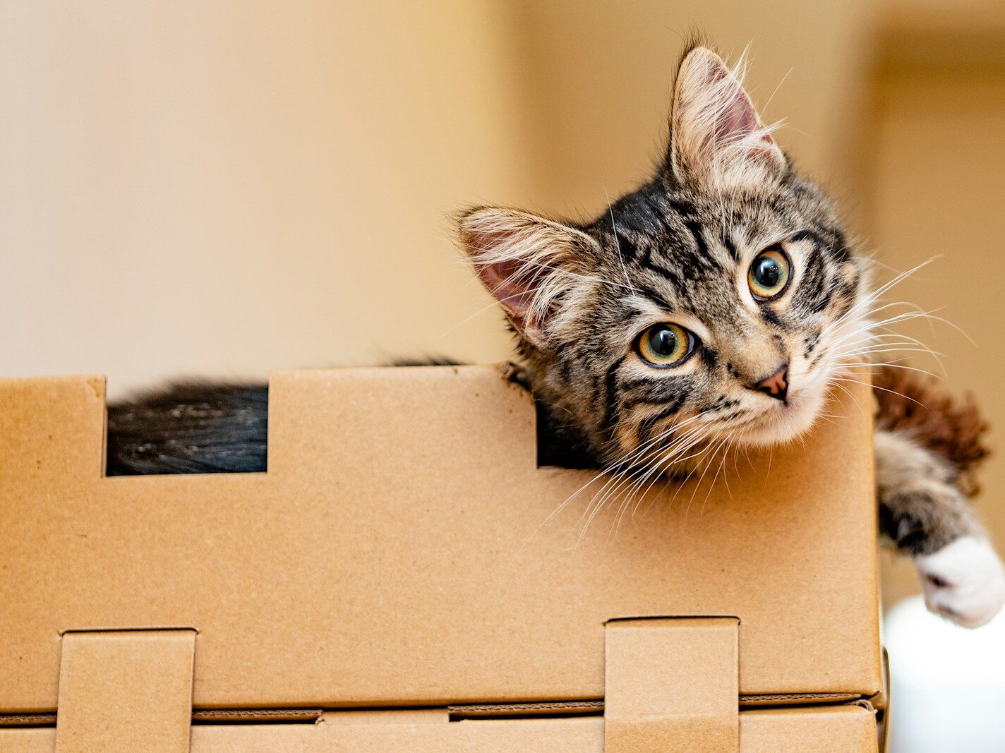 silver tabby cat on brown cardboard box
