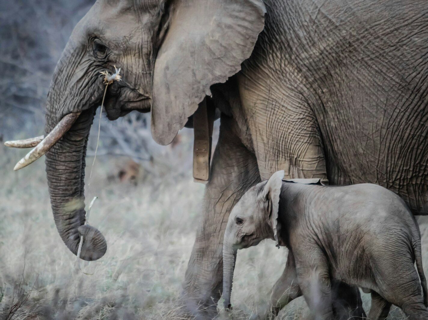 photo of black elephant