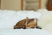 sleeping leopard kitten