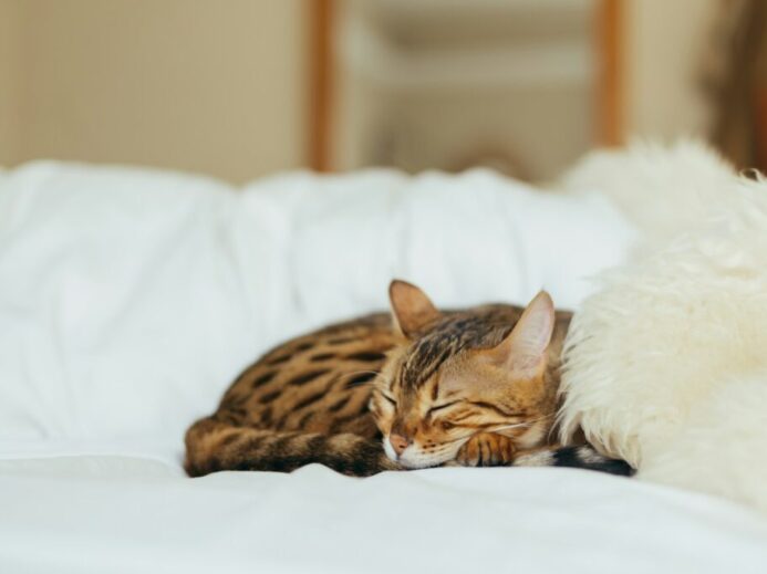 sleeping leopard kitten