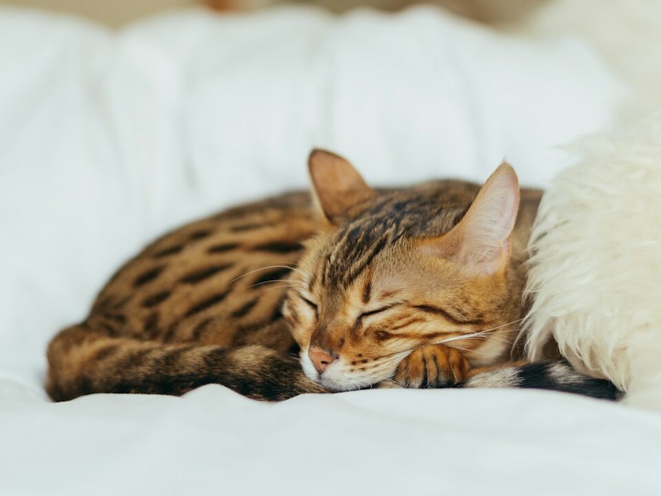 sleeping leopard kitten