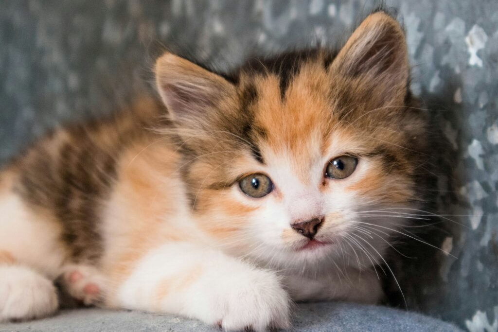 Олександр К - NeposlušnéTlapky A small kitten sitting on top of a couch