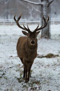 Diana Parkhouse - NeposlušnéTlapky brown deer walking on snow
