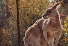 kangaroo in cage