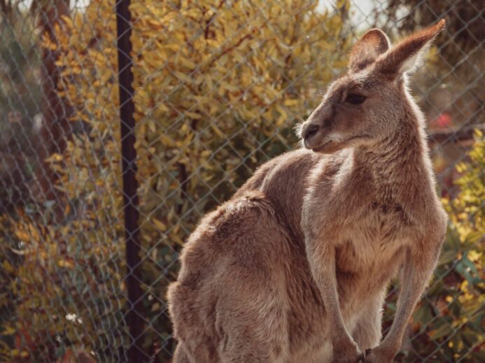 kangaroo in cage