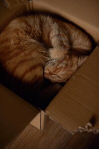 Victoria Aleksandrova - NeposlušnéTlapky orange tabby cat in brown cardboard box