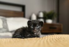 a small black kitten sitting on top of a bed