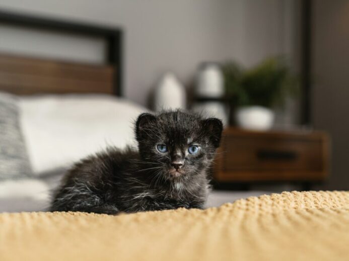 a small black kitten sitting on top of a bed