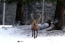 brown deer on snow covered ground during daytime