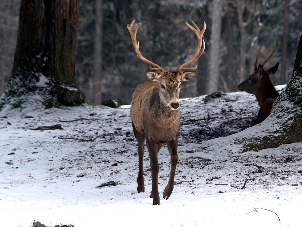 brown deer on snow covered ground during daytime