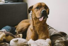 short-coated tan dog laying on brown and brown pet bed