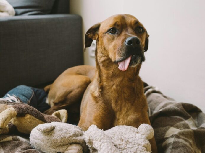 short-coated tan dog laying on brown and brown pet bed