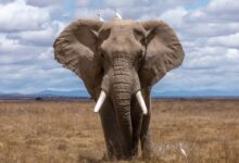 elephant walking during daytime