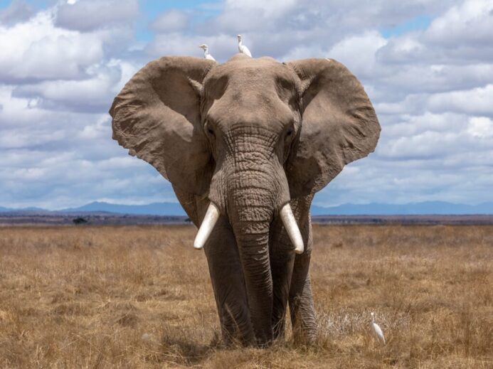 elephant walking during daytime