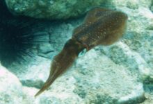 a fish swimming in the water