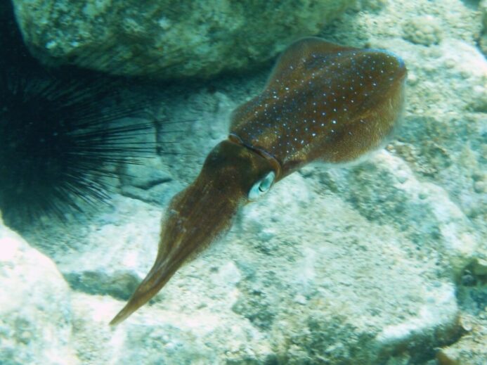 a fish swimming in the water