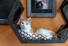 a cat laying on a shelf next to a picture of a cat