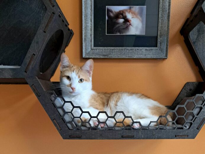 a cat laying on a shelf next to a picture of a cat