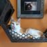 a cat laying on a shelf next to a picture of a cat