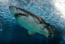 great white shark