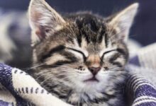 close-up photo of gray tabby cat