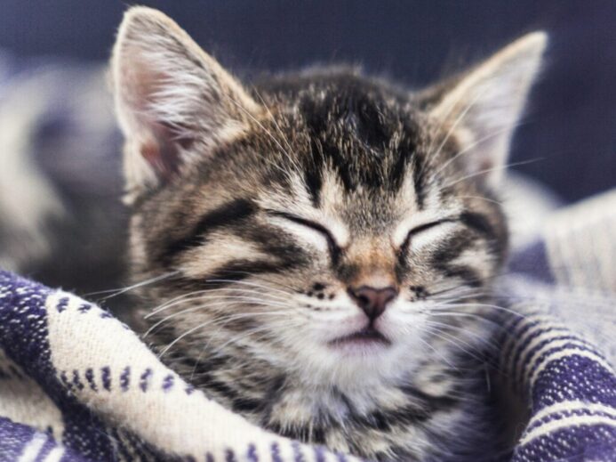close-up photo of gray tabby cat