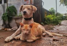 a dog and a cat laying on the ground