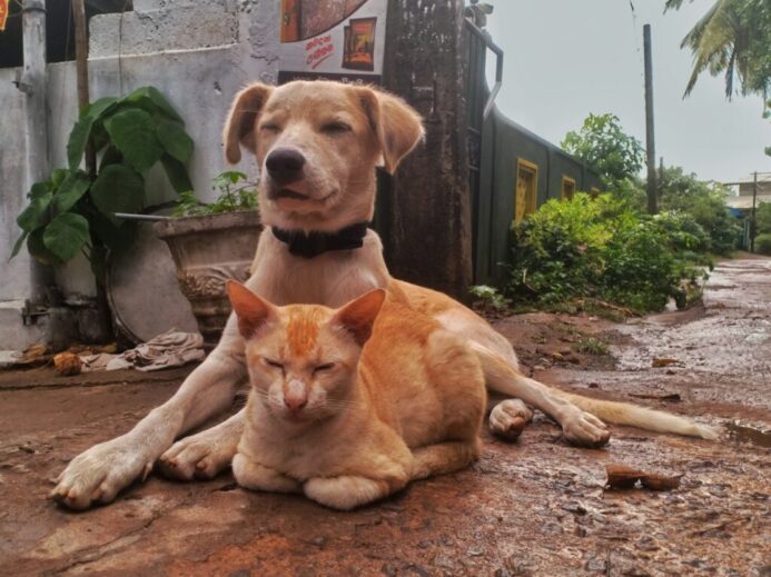 a dog and a cat laying on the ground