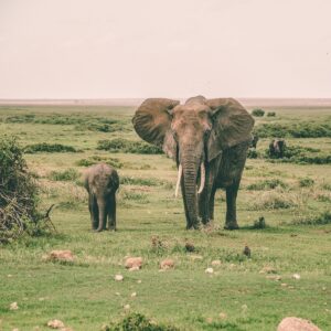 Harshil Gudka - NeposlušnéTlapky two gray elephants walking surrounded by grass during daytime