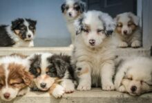four assorted-color puppies on window