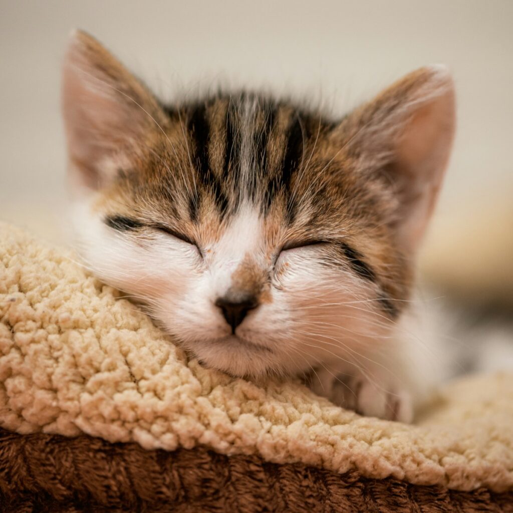 Zetong Li - NeposlušnéTlapky a small kitten sleeping on top of a blanket