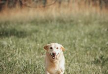 A dog running through a grassy field with trees in the background